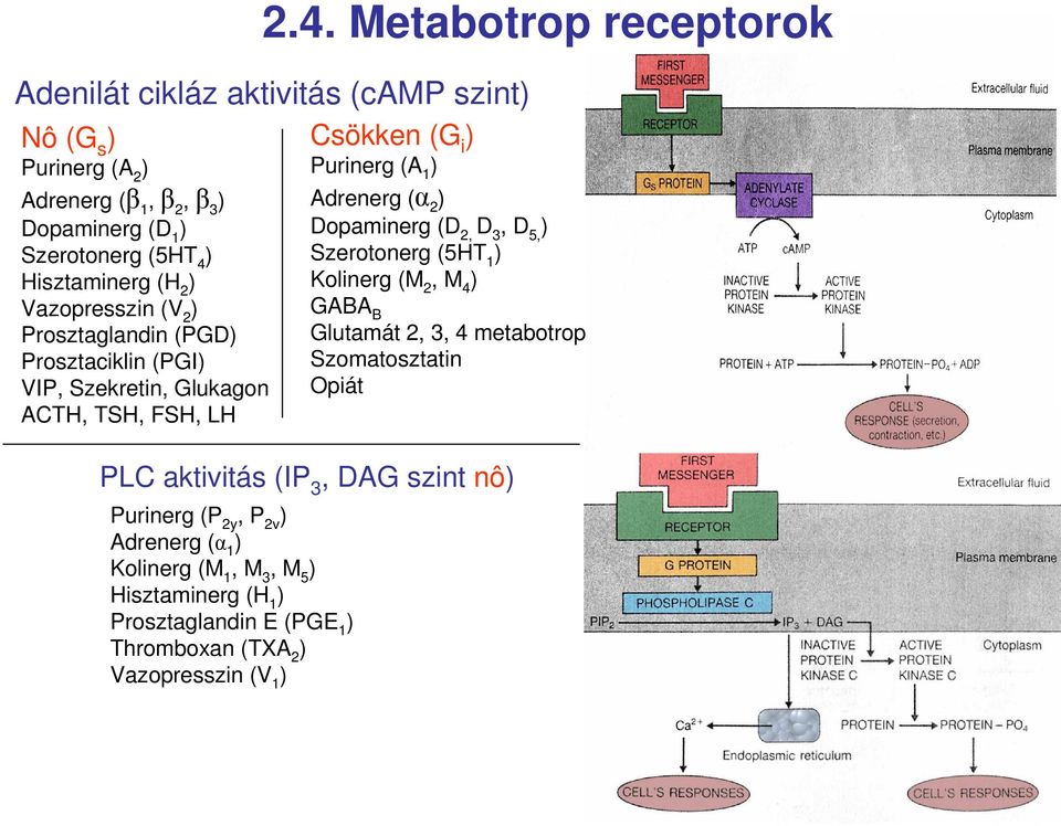 3, D 5, Szerotonerg (5HT 1 Kolinerg (M 2, M 4 GABA B Glutamát 2, 3, 4 metabotrop Szomatosztatin Opiát PLC aktivitás (IP 3, DAG szint nô Purinerg (P