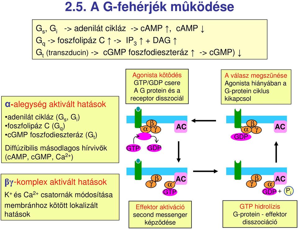 és a receptor disszociál GTP α β γ GDP AC A válasz megszünése Agonista hiányában a G-protein ciklus kikapcsol α β γ GDP AC βγ-komplex aktivált hatások K + és Ca 2+ csatornák