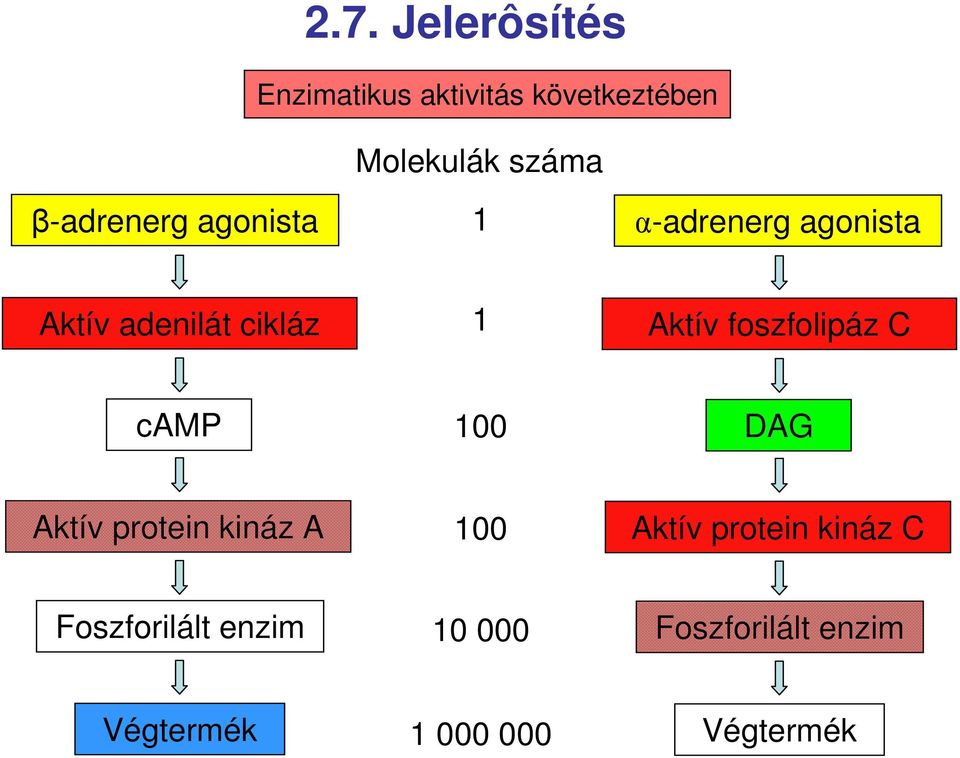 foszfolipáz C camp 100 DAG Aktív protein kináz A 100 Aktív protein kináz