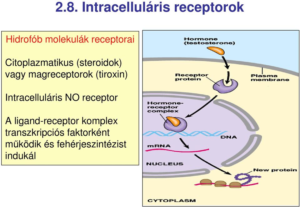 (tiroxin Intracelluláris NO receptor A ligand-receptor
