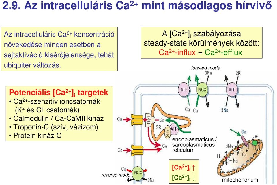 A [Ca 2+ ] i szabályozása steady-state körülmények között: Ca 2+ -influx = Ca 2+ -efflux forward mode Potenciális [Ca 2+ ] i