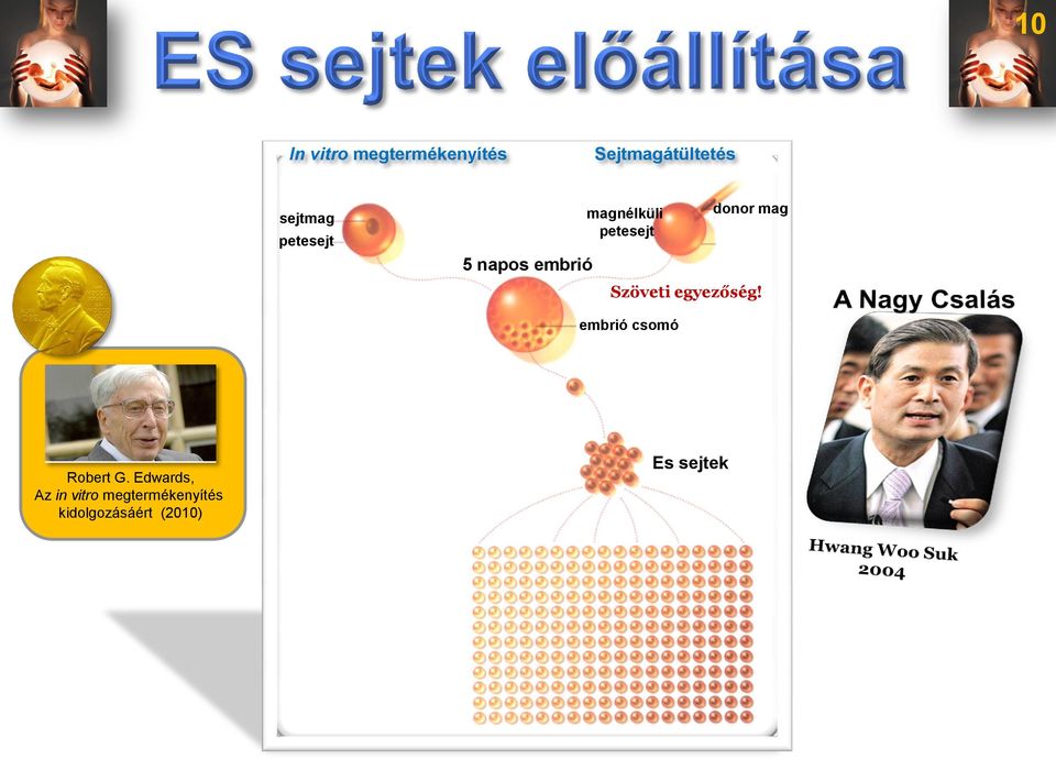 Szöveti egyezőség! embrió csomó Robert G.