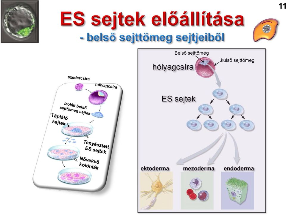 sejttömeg ES sejtek