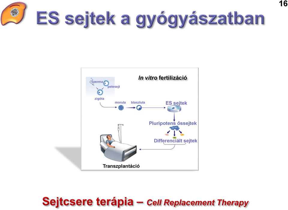 blasztula ES sejtek Pluripotens