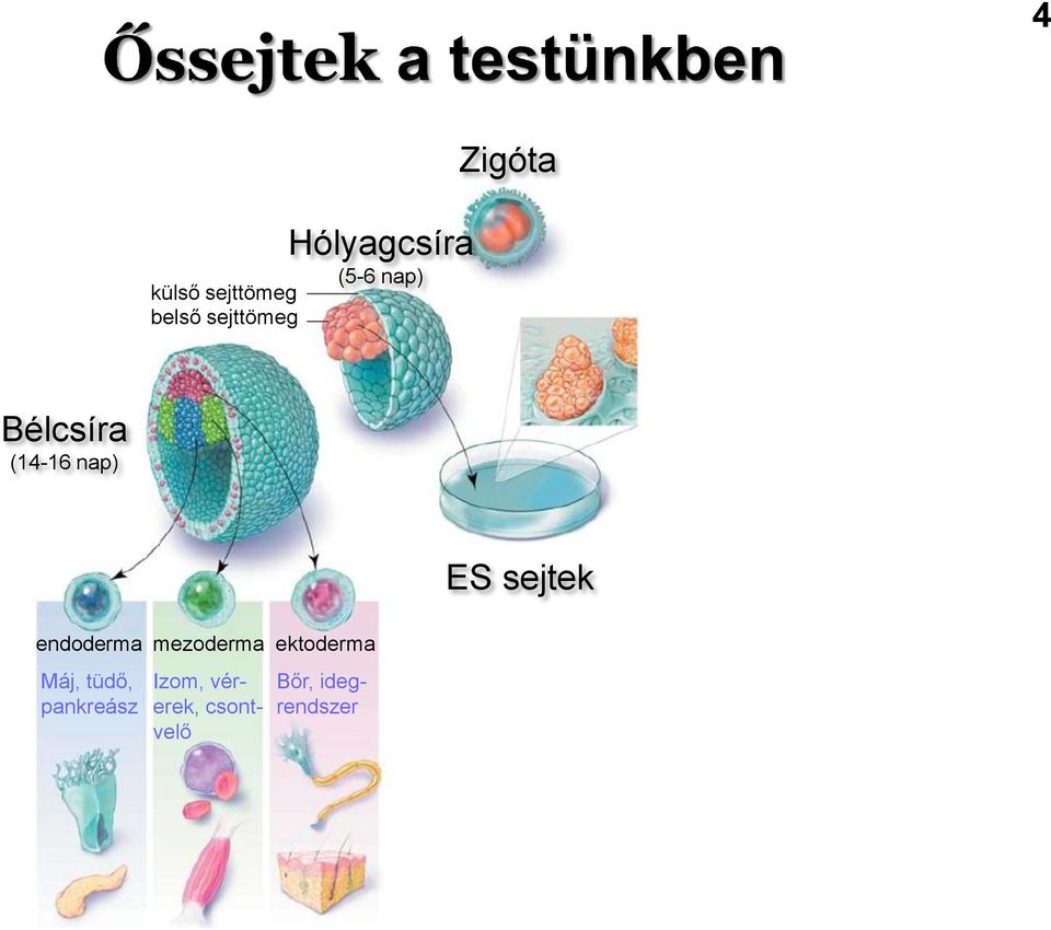 sejtek endoderma mezoderma ektoderma Máj,