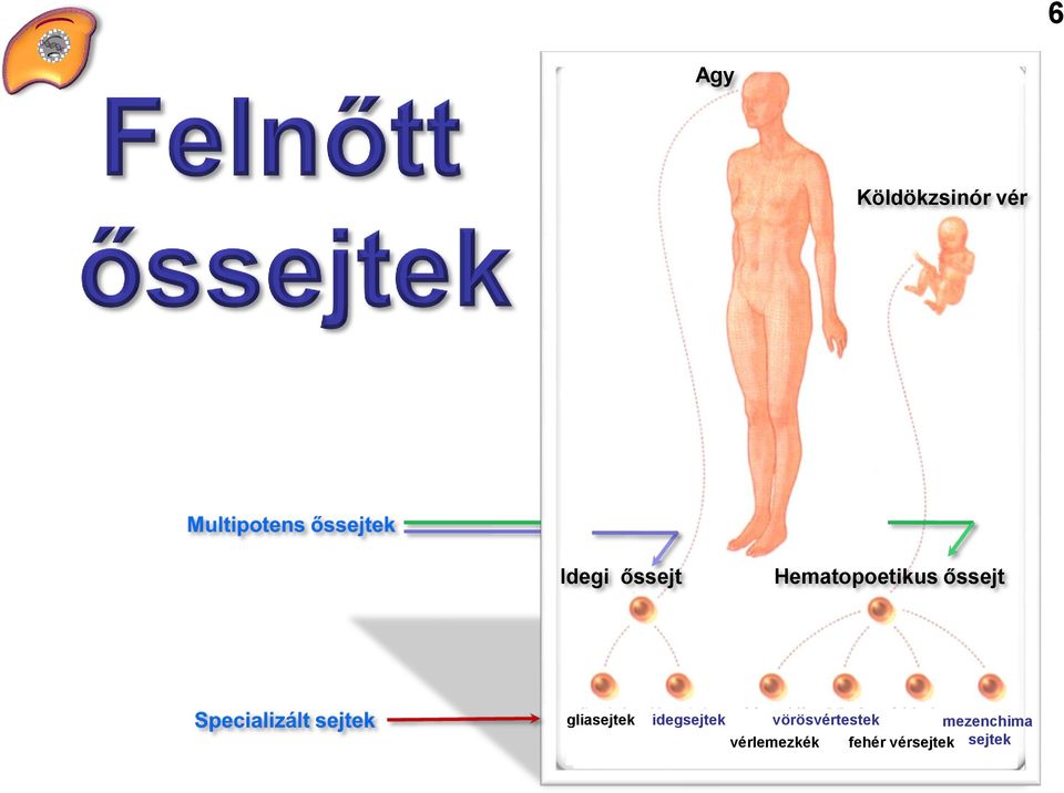 gliasejtek idegsejtek