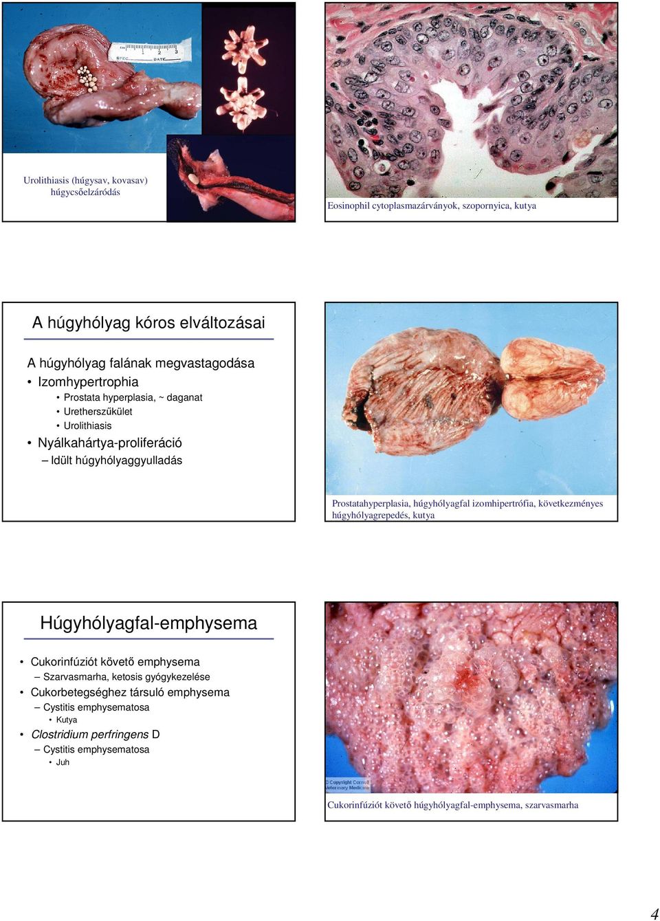 Prostatahyperplasia, húgyhólyagfal izomhipertrófia, következményes húgyhólyagrepedés, kutya Húgyhólyagfal-emphysema Cukorinfúziót követı emphysema Szarvasmarha,