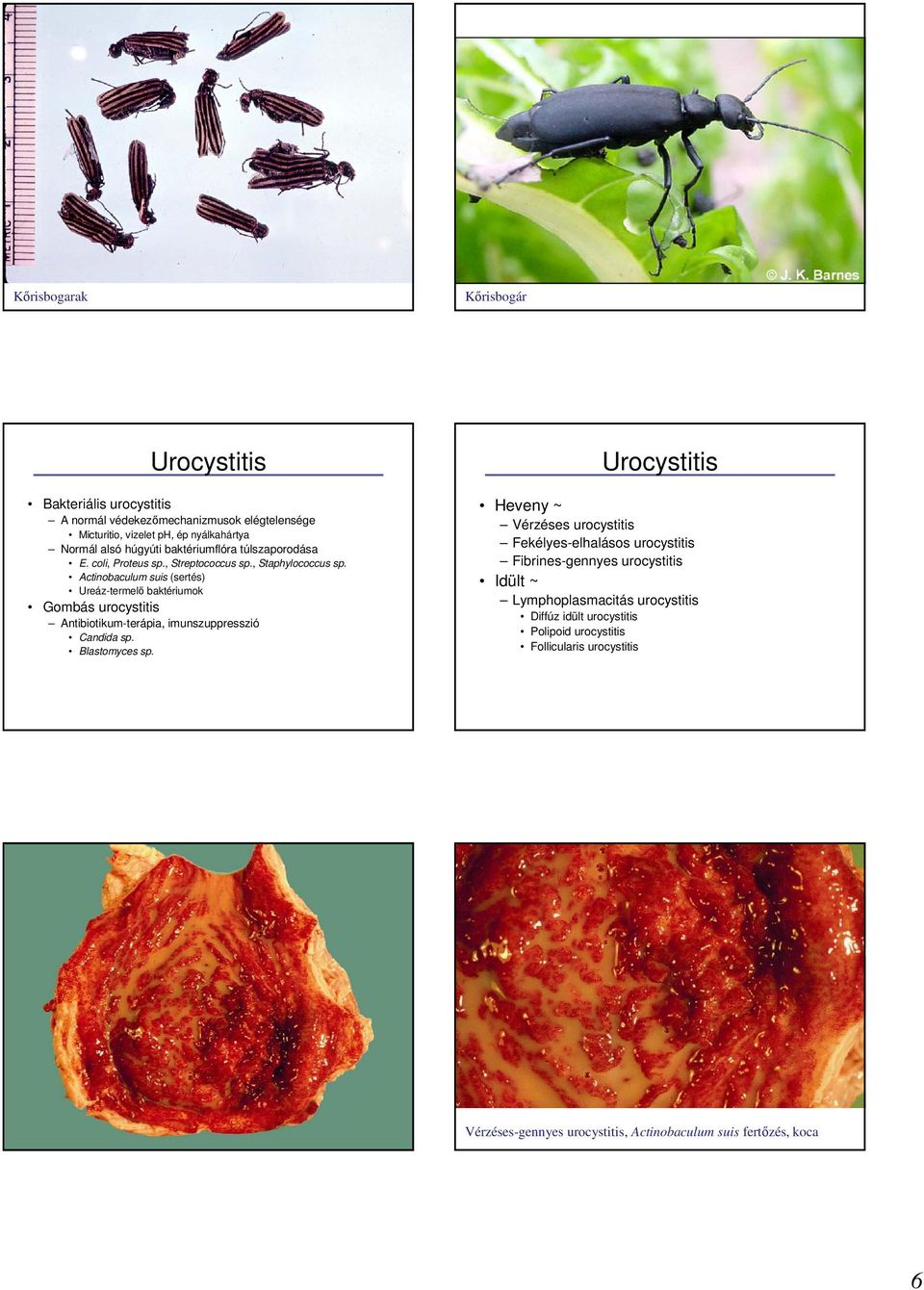 Actinobaculum suis (sertés) Ureáz-termelı baktériumok Gombás urocystitis Antibiotikum-terápia, imunszuppresszió Candida sp. Blastomyces sp.