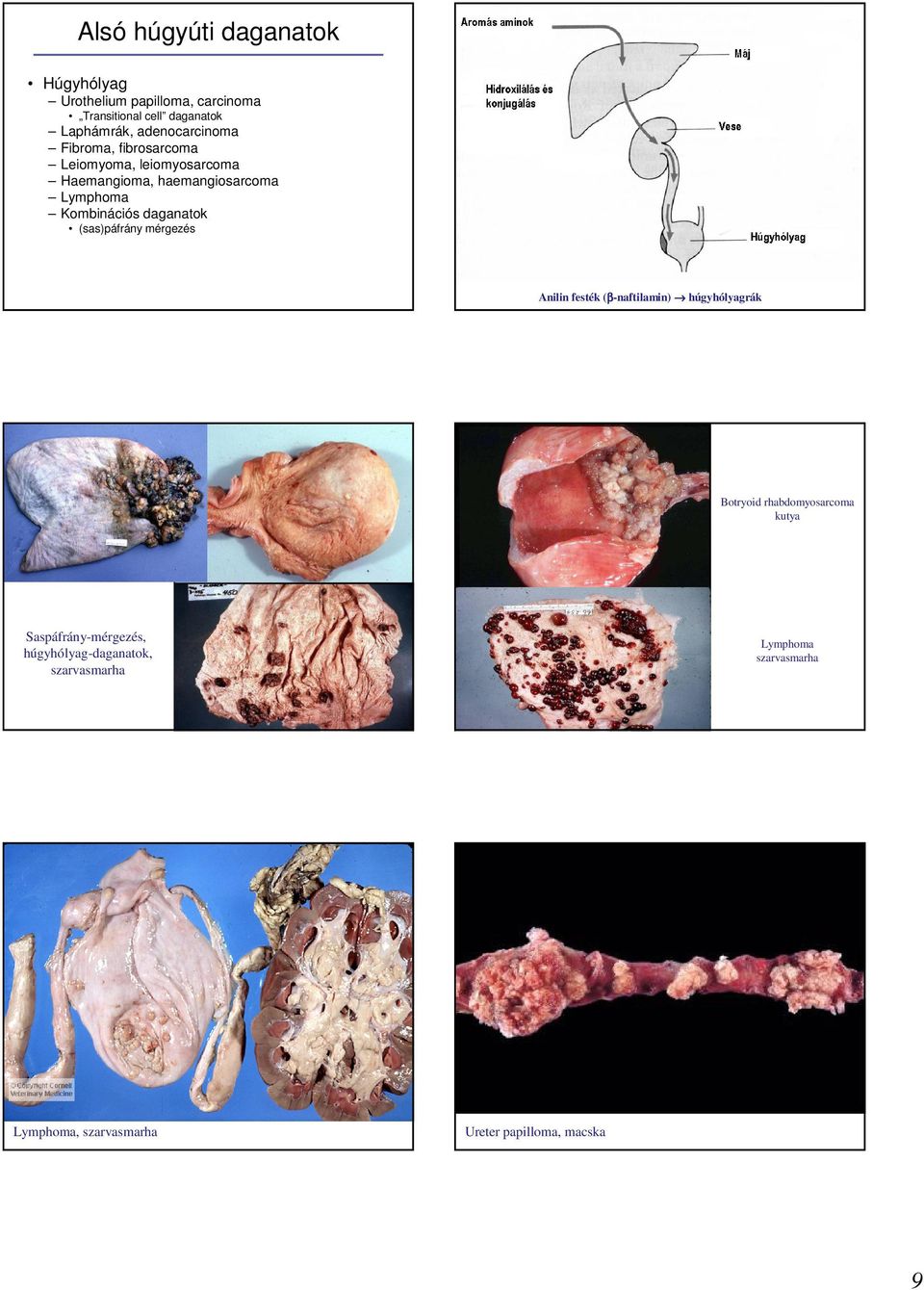 daganatok (sas)páfrány mérgezés Anilin festék (β-naftilamin) húgyhólyagrák Botryoid rhabdomyosarcoma kutya