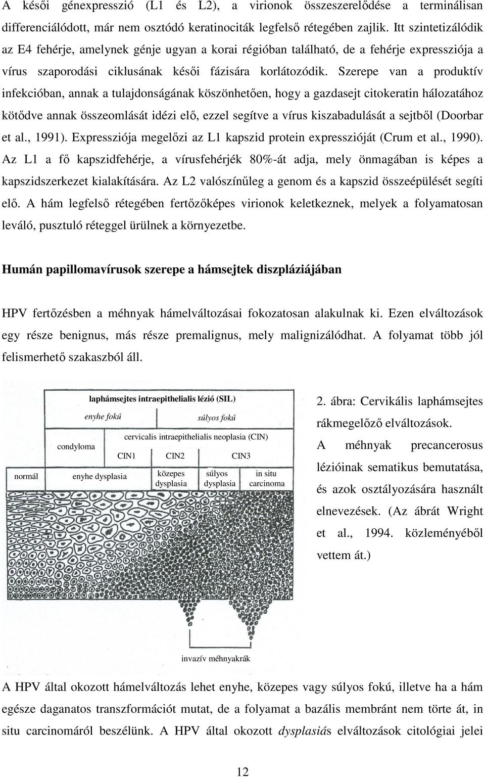 Szerepe van a produktív infekcióban, annak a tulajdonságának köszönhetıen, hogy a gazdasejt citokeratin hálozatához kötıdve annak összeomlását idézi elı, ezzel segítve a vírus kiszabadulását a