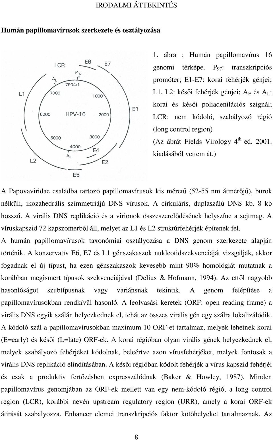 region) (Az ábrát Fields Virology 4 th ed. 2001. kiadásából vettem át.