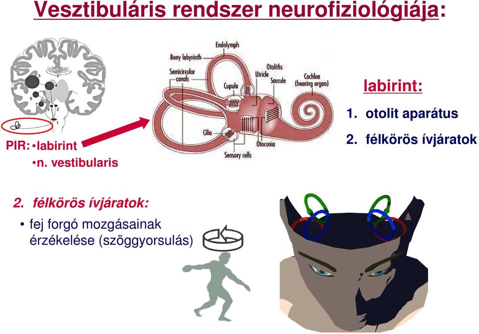 vestibularis 2. félkörös ívjáratok 2.