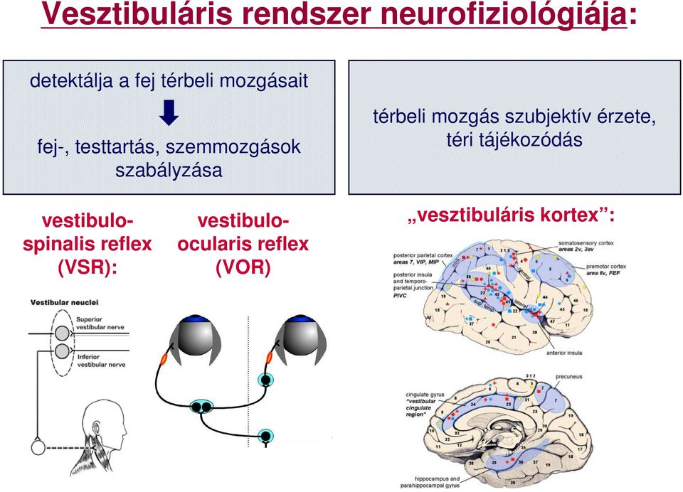 térbeli mozgás szubjektív érzete, téri tájékozódás