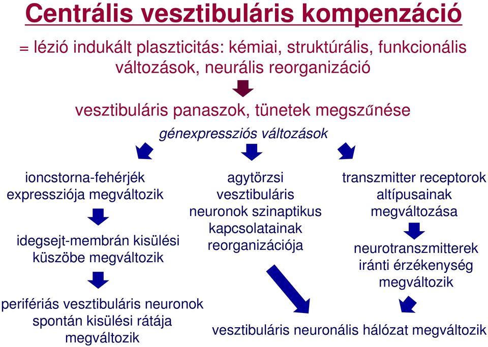 küszöbe megváltozik perifériás vesztibuláris neuronok spontán kisülési rátája megváltozik agytörzsi vesztibuláris neuronok szinaptikus