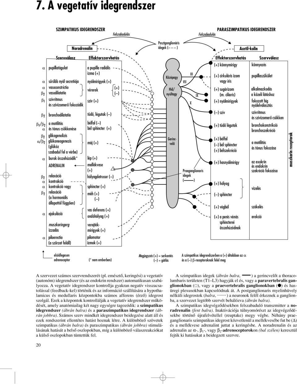 fokozódik szív () bronchodilatatio tüdô, légutak () a motilitás bélfal () és tónus csökkenése bél sphincter () glikogenolízis glükoneogenezis máj () (glükóz szabadul fel a vérbe) burok összehúzódik*