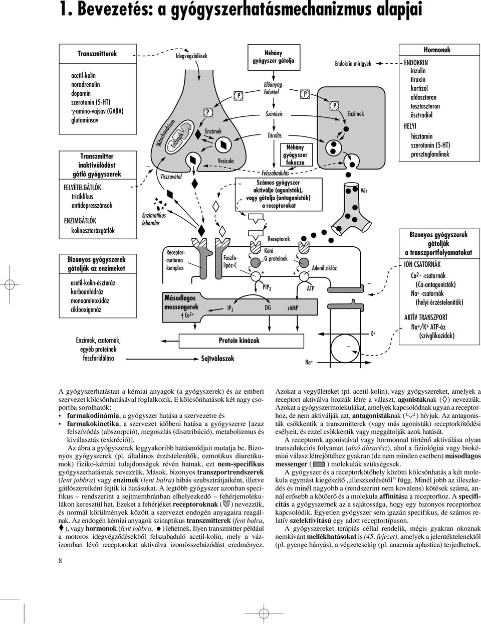csatornák, egyéb proteinek foszforidálása Enzimatikus lebomlás Mitochondrium Visszavétel Foszfolipáz-C Receptorcsatorna komplex Idegvégzôdések Enzimek Másodlagos messengerek Ca 2 P Enzimek Vesicula