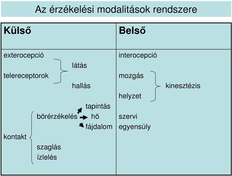 bırérzékelés hı fájdalom kontakt szaglás ízlelés