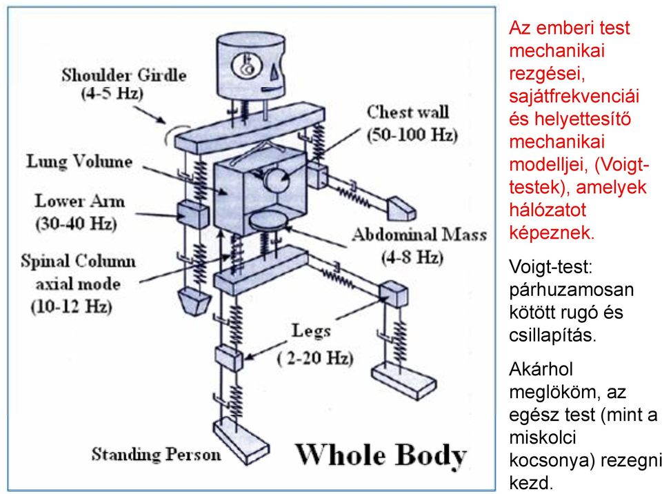 z emberi test mechanikai rezgései, sajátfrekvenciái és