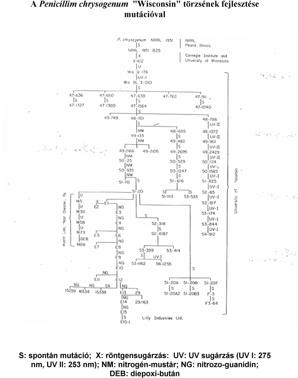 röntgensugárzás: UV: UV sugárzás (UV I: 275 nm, UV II: