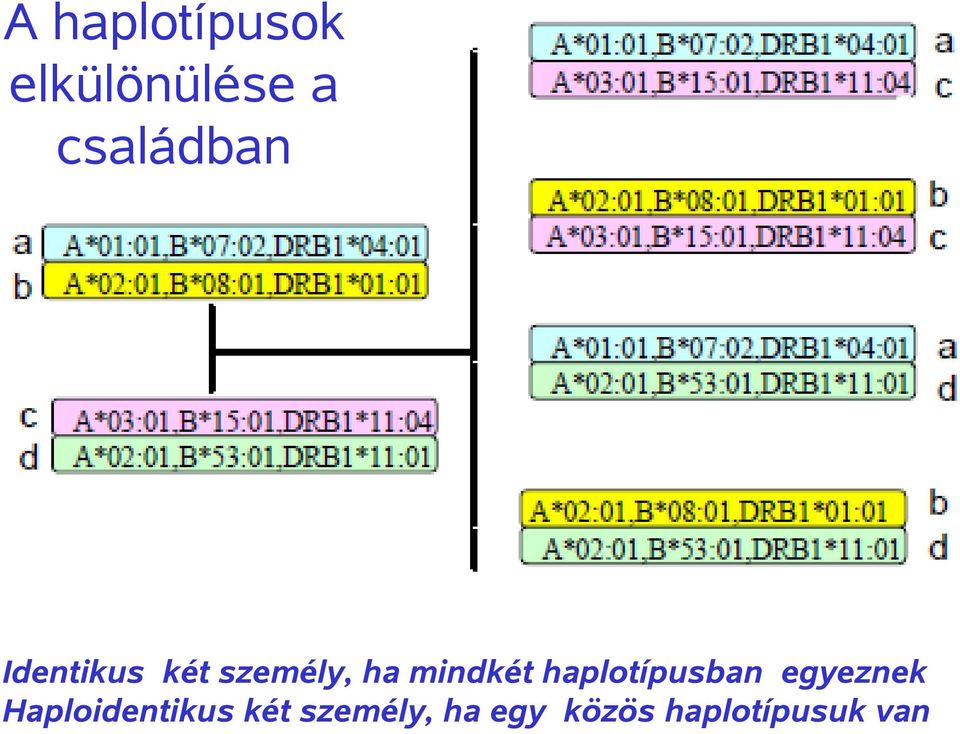 mindkét haplotípusban egyeznek