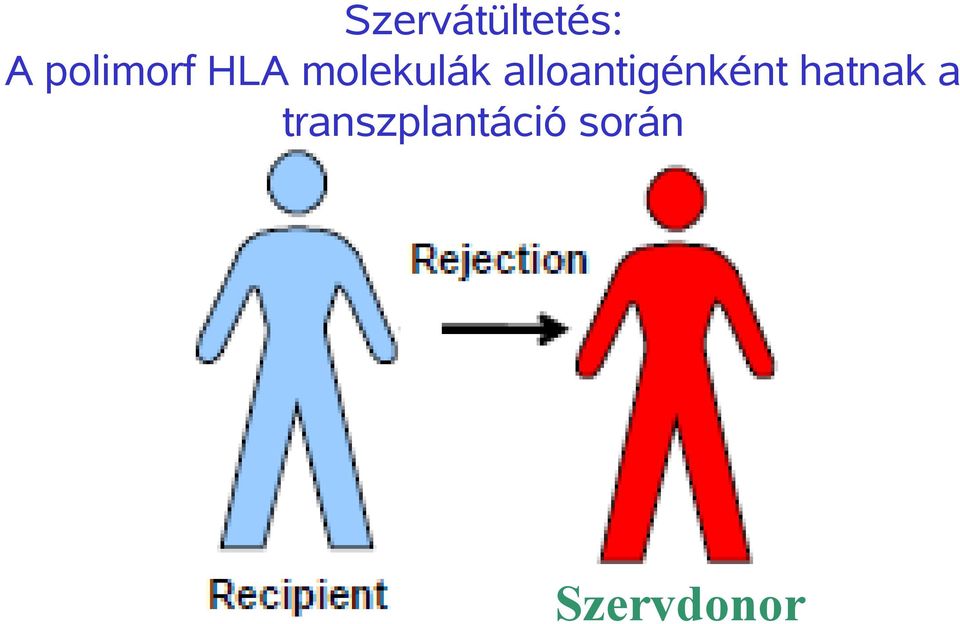 alloantigénként hatnak a