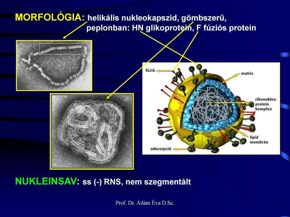 peplonban: HN glikoprotein, F
