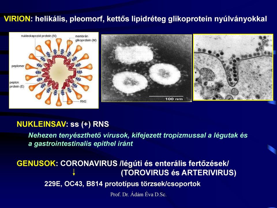 légutak és a gastrointestinalis epithel iránt GENUSOK: CORONAVIRUS /légúti és