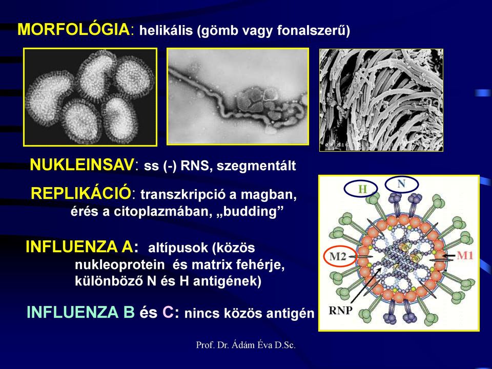 citoplazmában, budding INFLUENZA A: altípusok (közös nukleoprotein