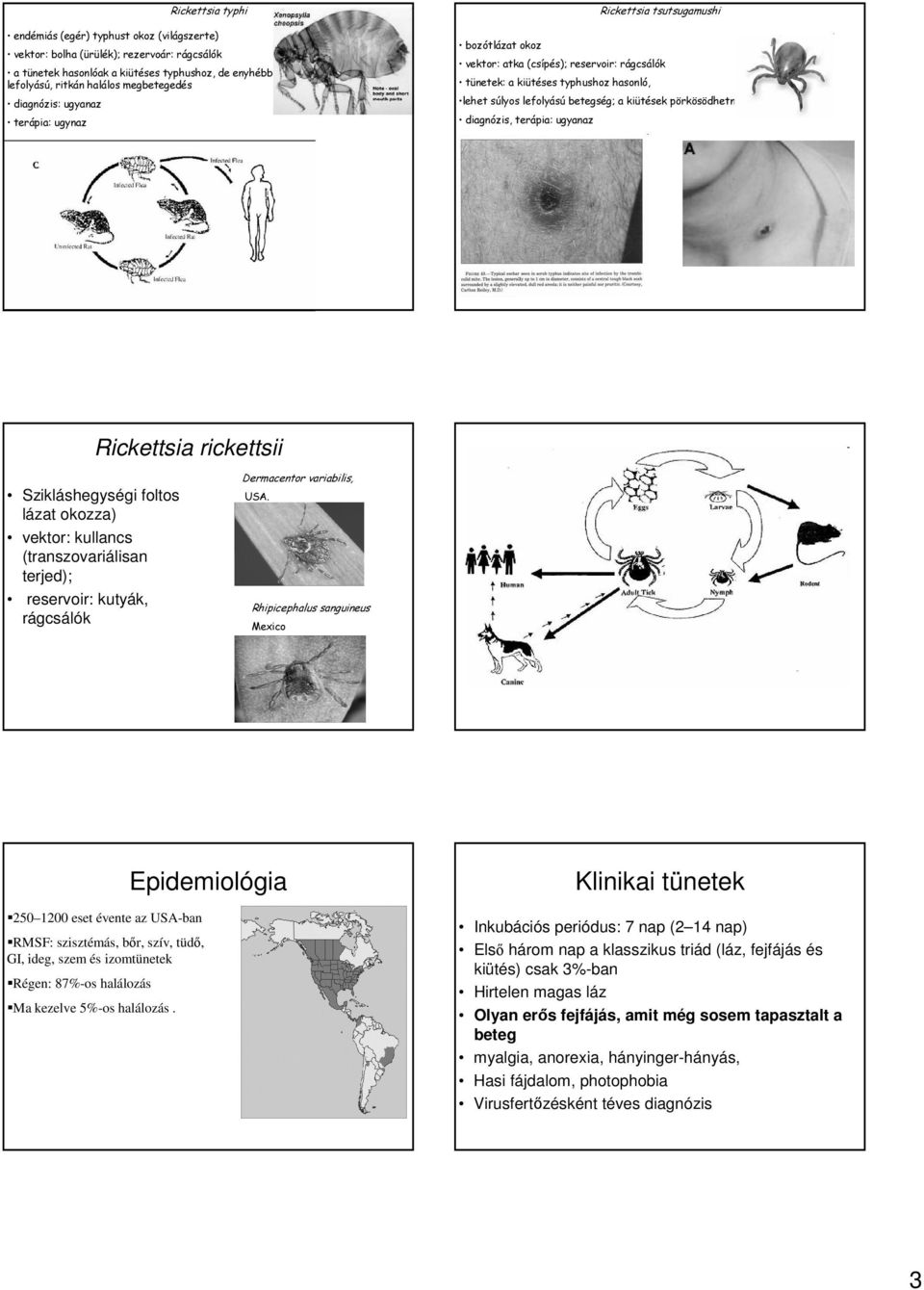 kiütések pörkösödhetnek diagnózis, terápia: ugyanaz Rickettsia rickettsii Szikláshegységi foltos lázat okozza) vektor: kullancs (transzovariálisan terjed); reservoir: kutyák, rágcsálók Dermacentor