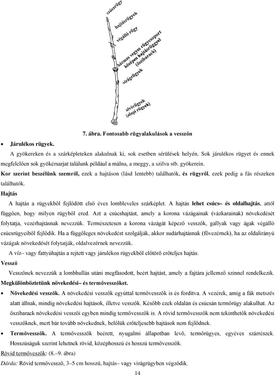 Kor szerint beszélünk szemről, ezek a hajtáson (lásd lentebb) találhatók, és rügyről, ezek pedig a fás részeken találhatók. Hajtás A hajtás a rügyekből fejlődött első éves lombleveles szárképlet.