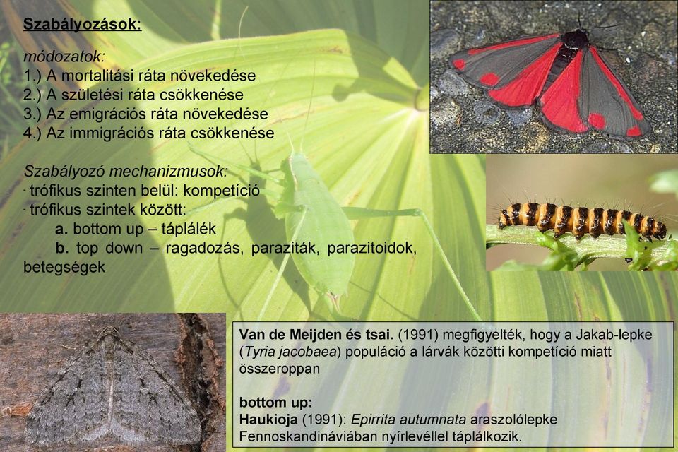 top down ragadozás, paraziták, parazitoidok, betegségek Van de Meijden és tsai.