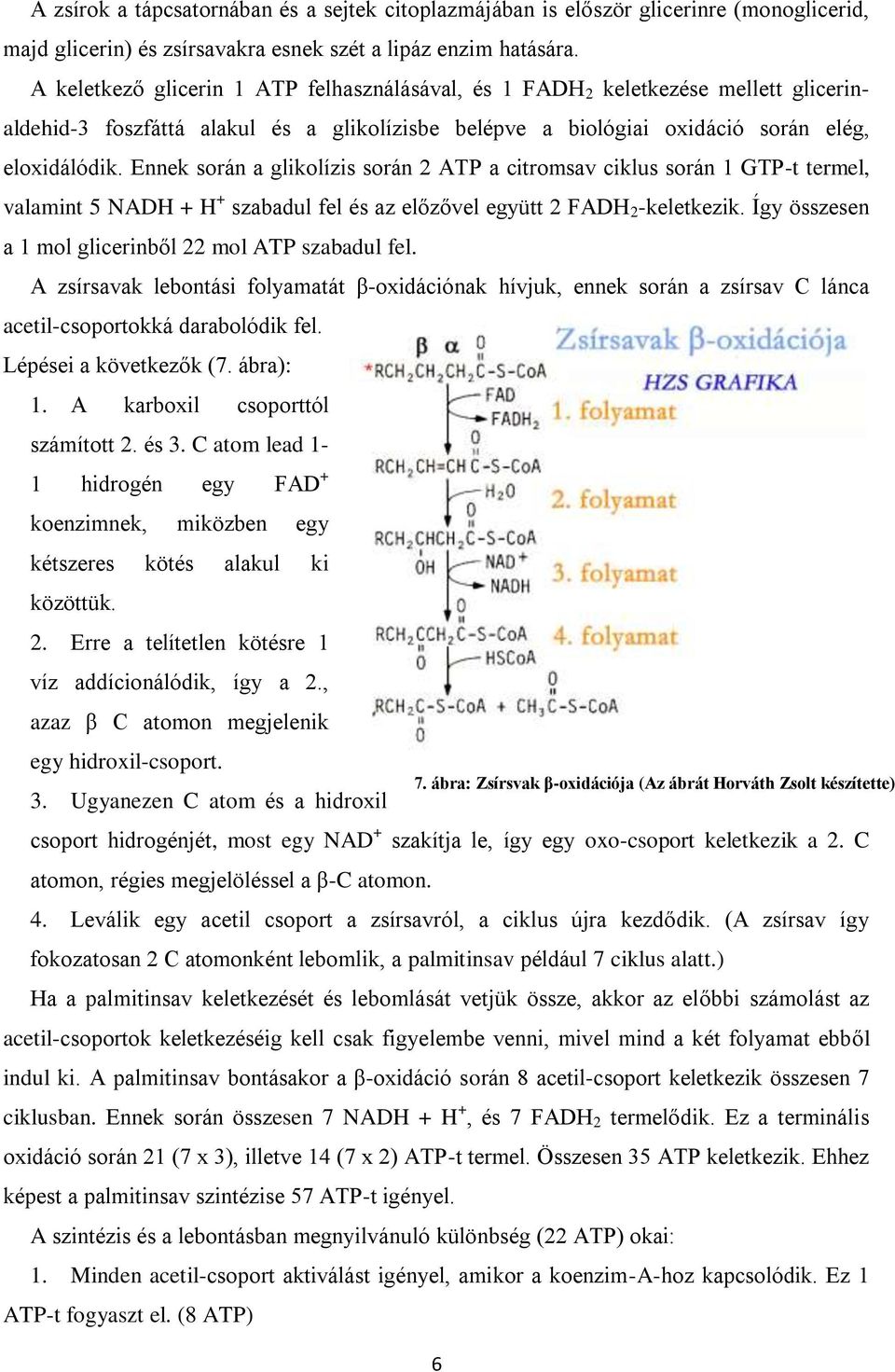 Ennek során a glikolízis során 2 ATP a citromsav ciklus során 1 GTP-t termel, valamint 5 NADH + H + szabadul fel és az előzővel együtt 2 FADH 2 -keletkezik.