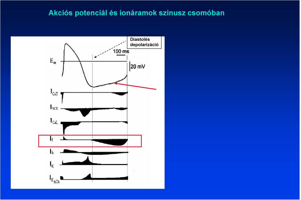 szinusz csomóban