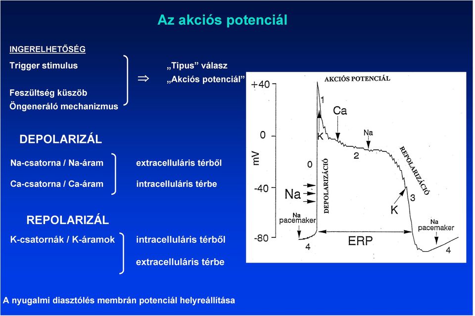Ca-áram extracelluláris térből intracelluláris térbe REPOLARIZÁL K-csatornák / K-áramok