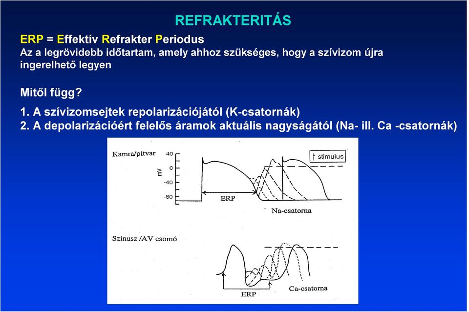 REFRAKTERITÁS 1. A szívizomsejtek repolarizációjától (K-csatornák) 2.