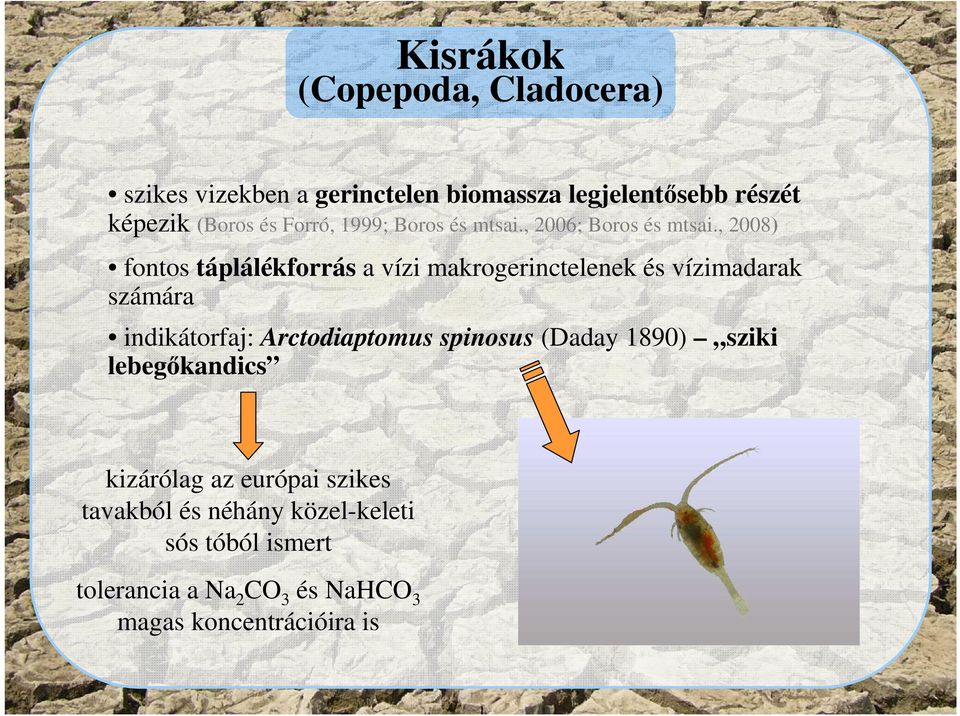 , 2008) fontos táplálékforrás a vízi makrogerinctelenek és vízimadarak számára indikátorfaj: Arctodiaptomus