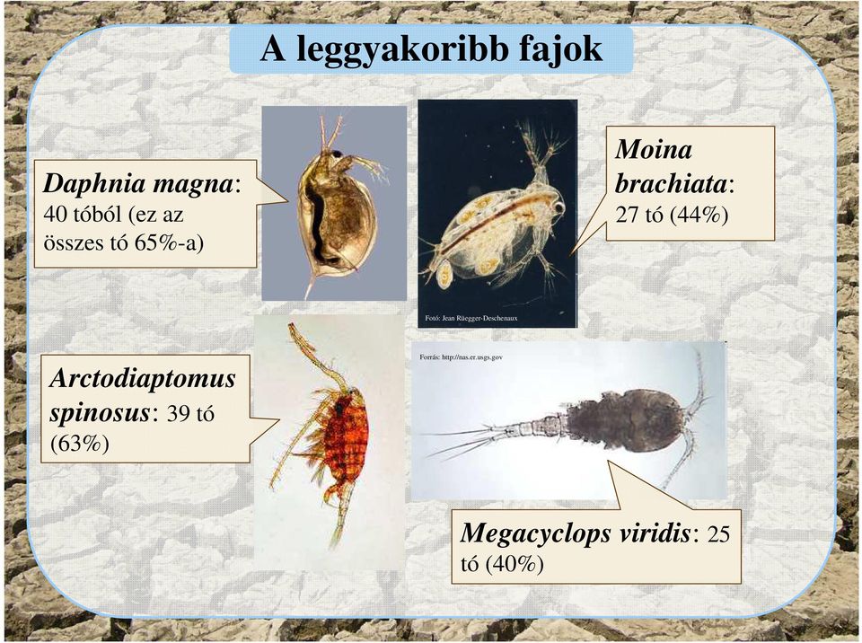Rüegger-Deschenaux Arctodiaptomus spinosus: 39 tó (63%)