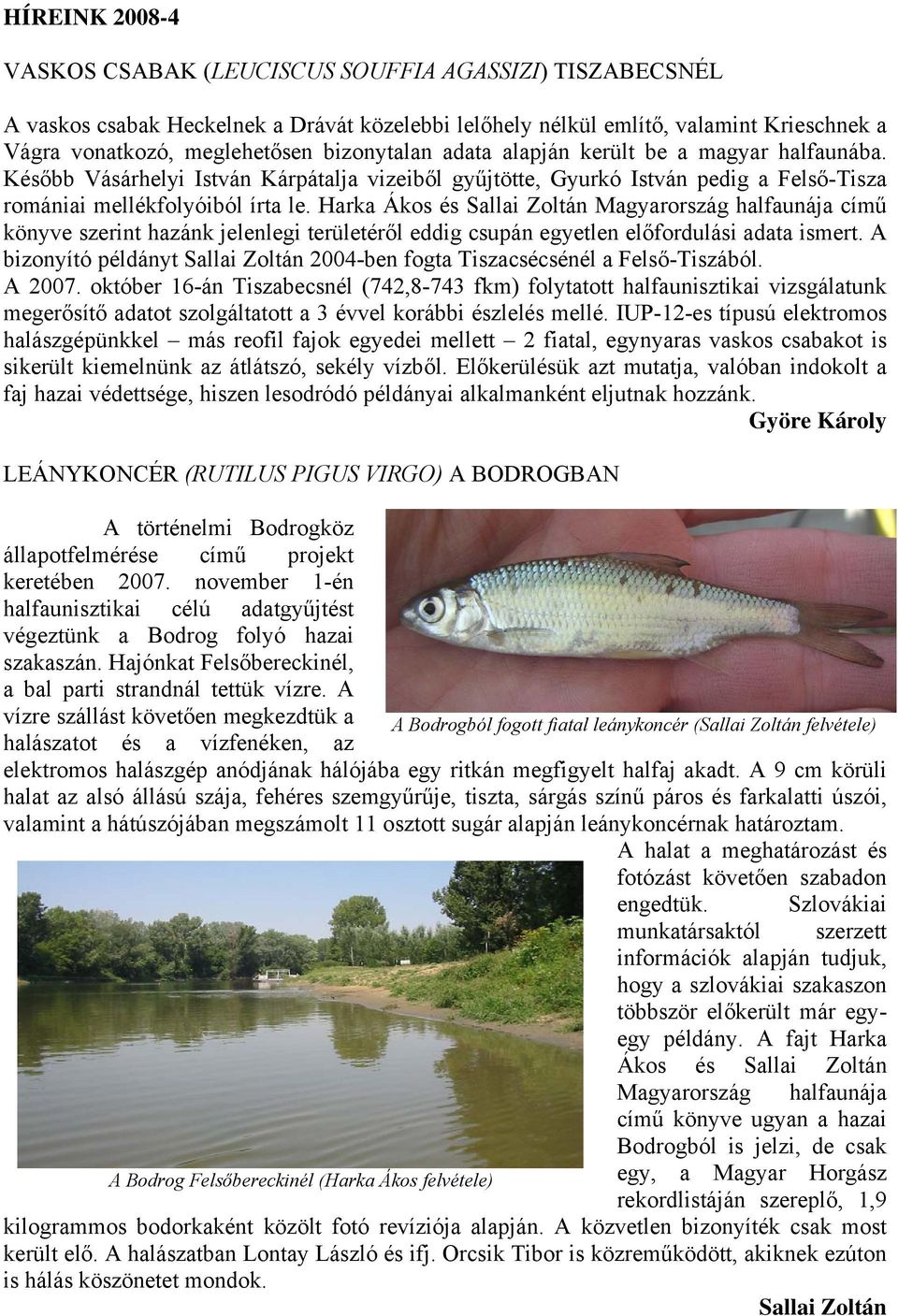 Harka Ákos és Sallai Zoltán Magyarország halfaunája című könyve szerint hazánk jelenlegi területéről eddig csupán egyetlen előfordulási adata ismert.