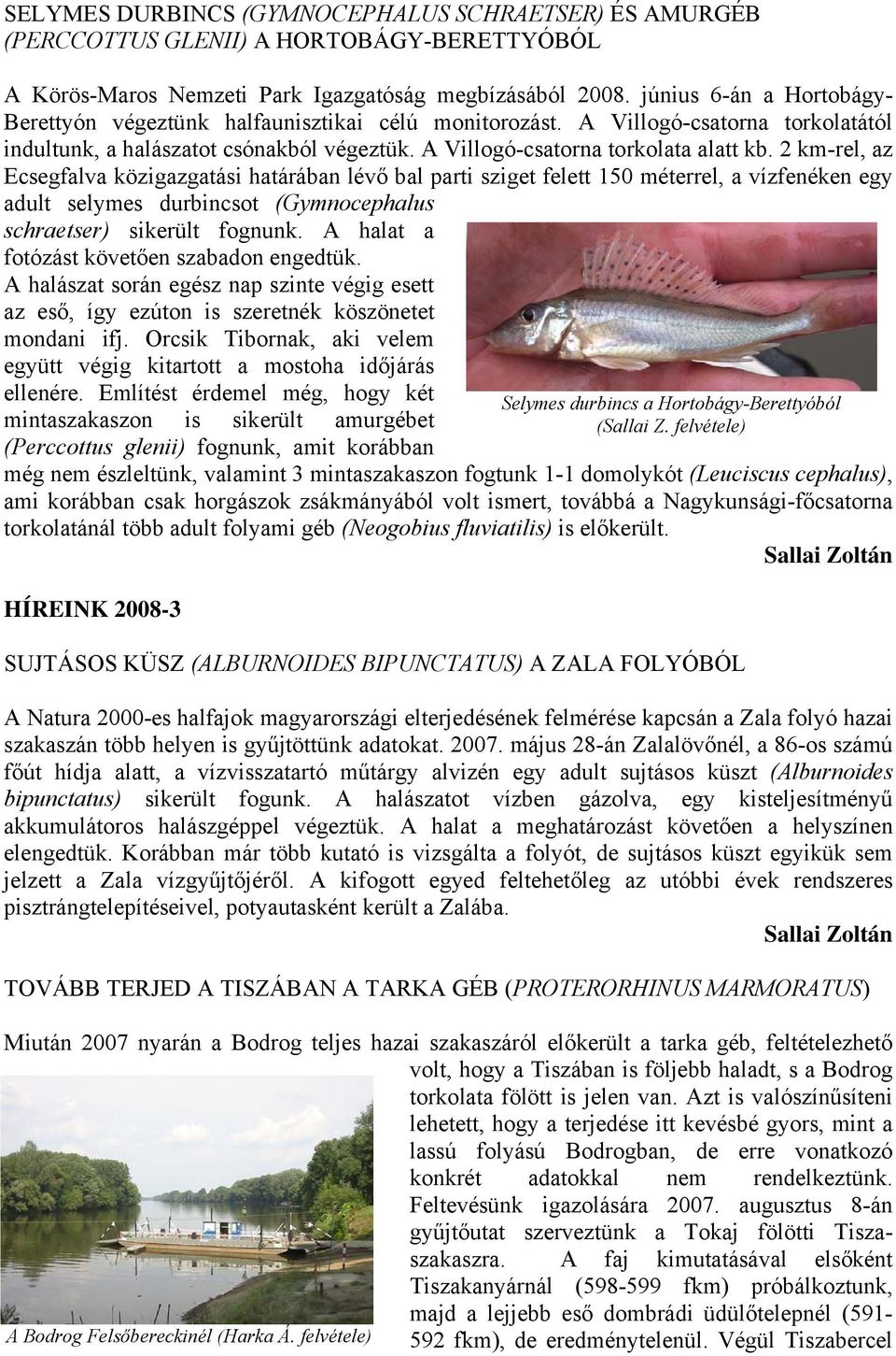 2 km-rel, az Ecsegfalva közigazgatási határában lévő bal parti sziget felett 150 méterrel, a vízfenéken egy adult selymes durbincsot (Gymnocephalus schraetser) sikerült fognunk.