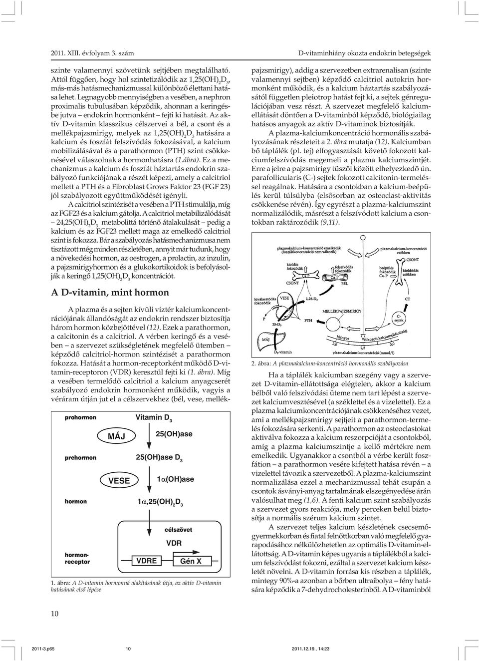 Az aktív D-vitamin klasszikus célszervei a bél, a csont és a mellékpajzsmirigy, melyek az 1,25(OH) 2 hatására a kalcium és foszfát felszívódás fokozásával, a kalcium mobilizálásával és a parathormon