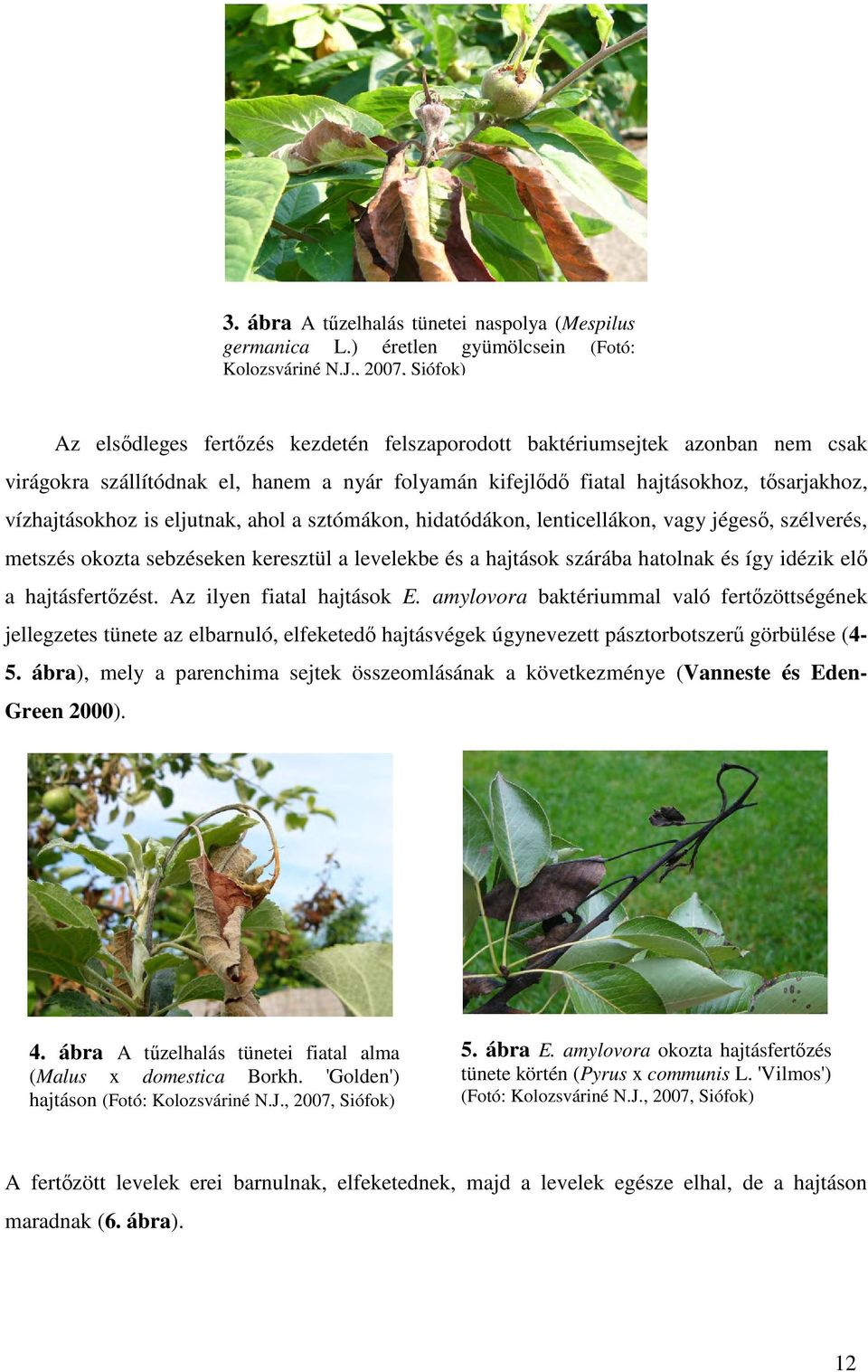 vízhajtásokhoz is eljutnak, ahol a sztómákon, hidatódákon, lenticellákon, vagy jégeső, szélverés, metszés okozta sebzéseken keresztül a levelekbe és a hajtások szárába hatolnak és így idézik elő a