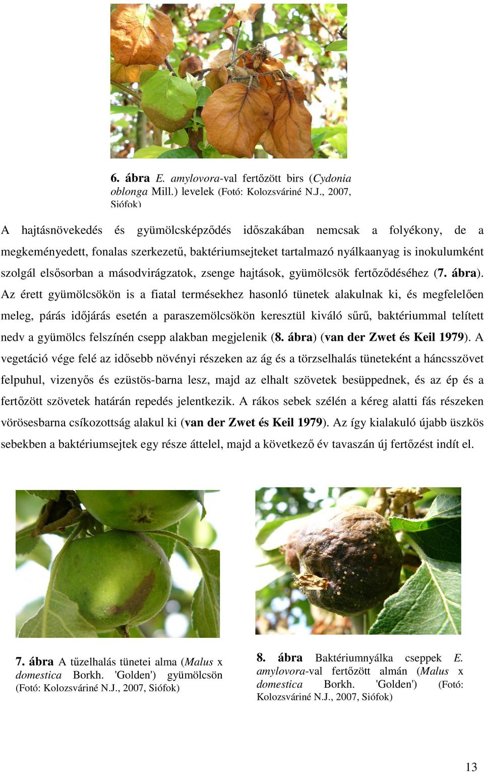elsősorban a másodvirágzatok, zsenge hajtások, gyümölcsök fertőződéséhez (7. ábra).