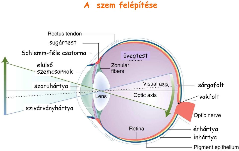 szemcsarnok üvegtest szaruhártya