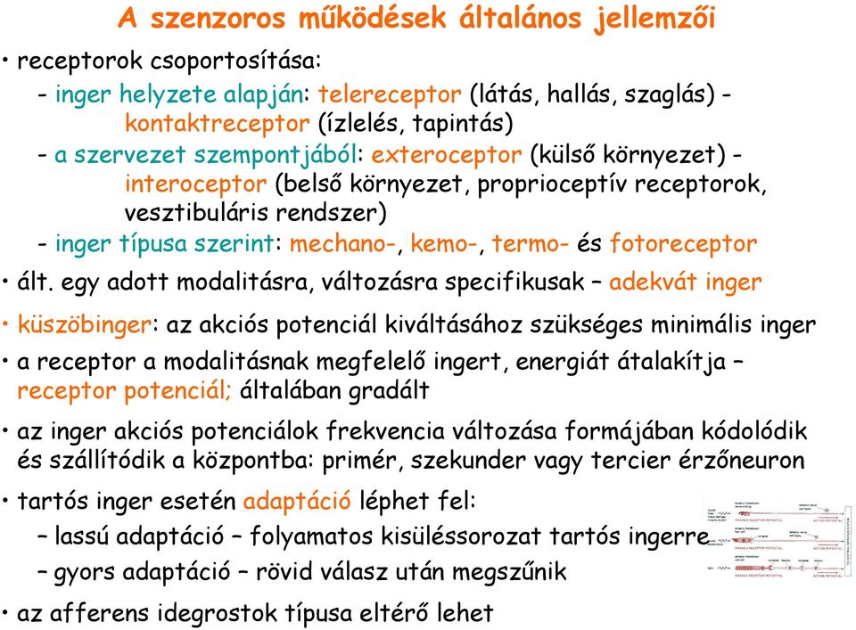 egy adott modalitásra, változásra specifikusak adekvát inger küszöbinger: az akciós potenciál kiváltásához szükséges minimális inger a receptor a modalitásnak megfelelı ingert, energiát átalakítja