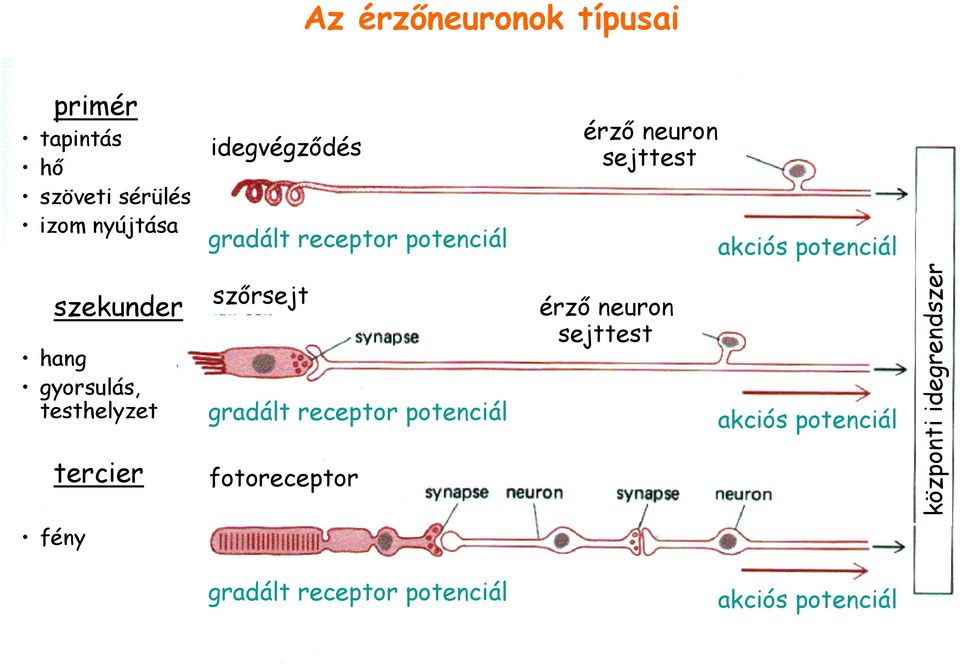 gyorsulás, testhelyzet tercier szırsejt gradált receptor potenciál fotoreceptor érzı