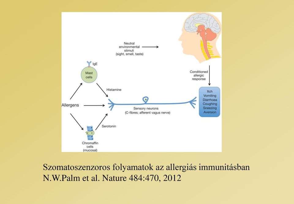 allergiás immunitásban