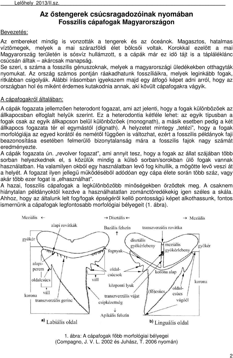 Korokkal ezelıtt a mai Magyarország területén is sósvíz hullámzott, s a cápák már ez idı tájt is a tápláléklánc csúcsán álltak akárcsak manapság.