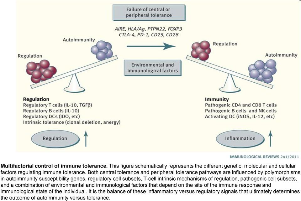 mechanisms of regulation, pathogenic cell subsets, and a combination of environmental and immunological factors that depend on the site of the immune response and