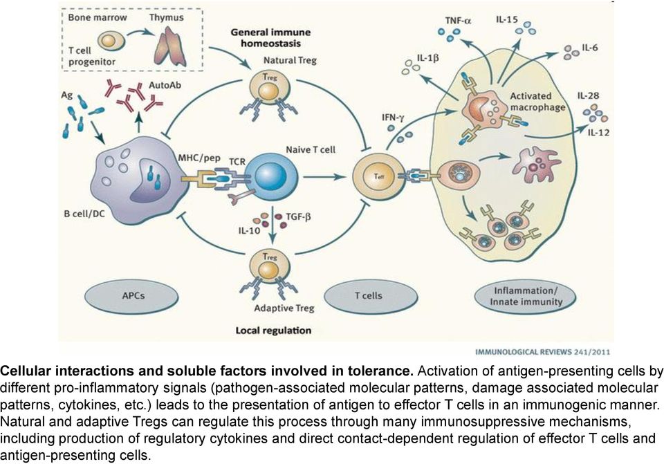 molecular patterns, cytokines, etc.) leads to the presentation of antigen to effector T cells in an immunogenic manner.