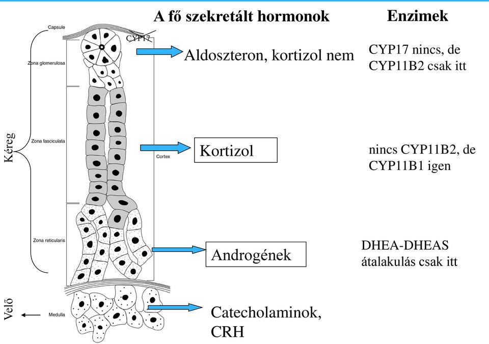 CYP11B2 csak itt Kortizol nincs CYP11B2, de CYP11B1